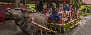水牛城莊園(Villa Escudero in Tiaong Quezon Province)
